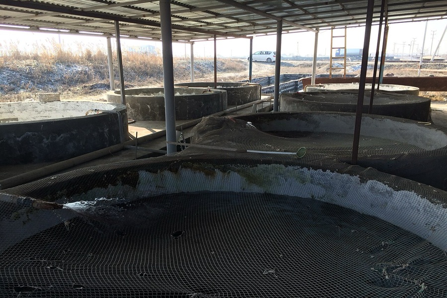 Circular fish farming tanks where feed input and biomass gain are tracked to calculate FCR