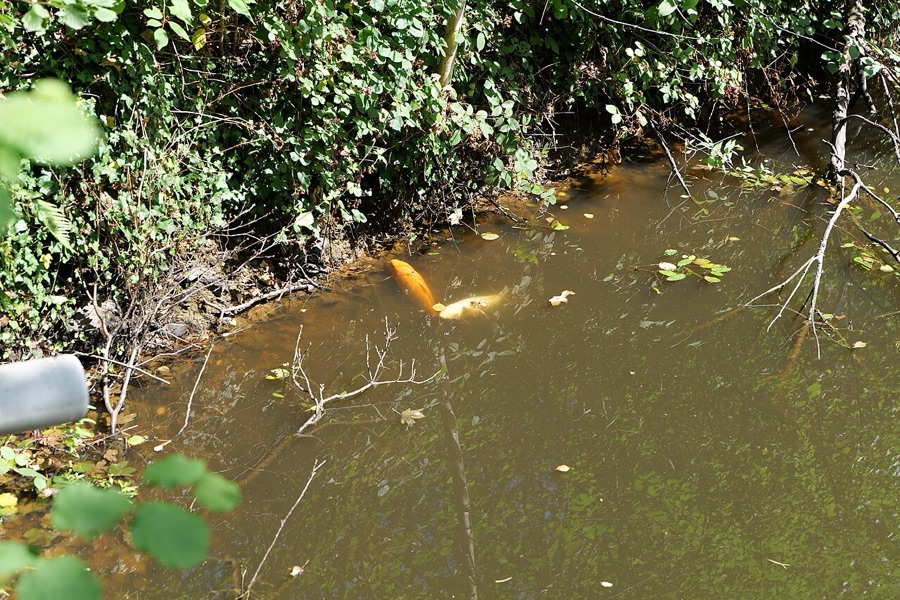 Aquaculture pond surface water where farmed fish gather during low oxygen conditions