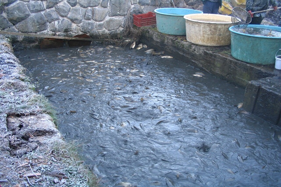 Coastal aquaculture fish cages and holding pens monitored for early fish stress behaviors