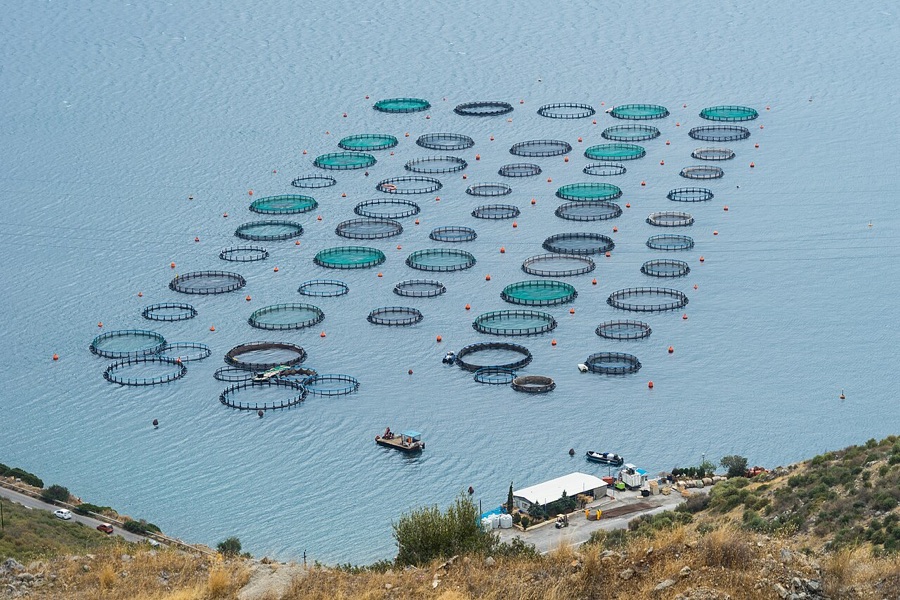 Aquaculture pond infrastructure prepared and inspected prior to stocking fingerlings