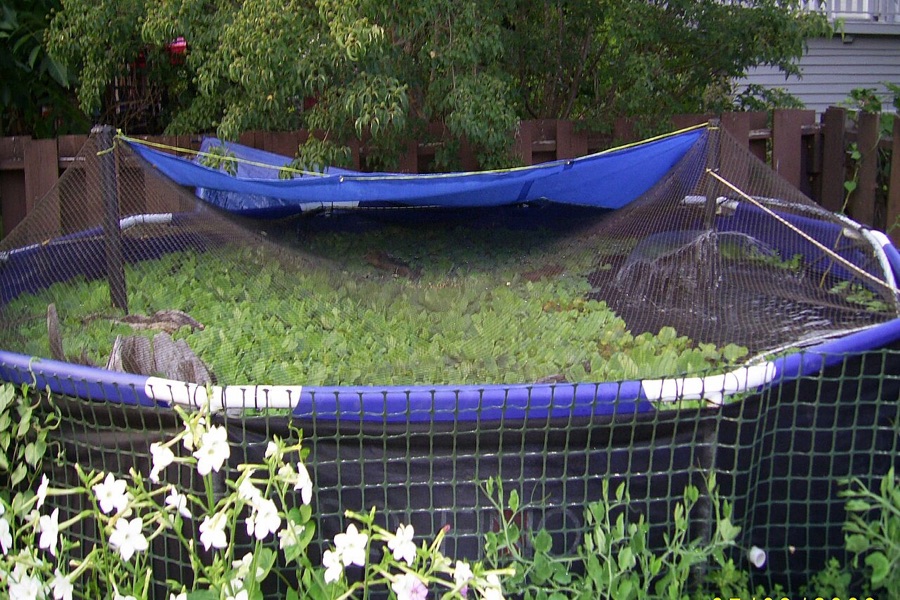 Tilapia grow-out pond monitored for fish growth rates and daily feeding efficiency