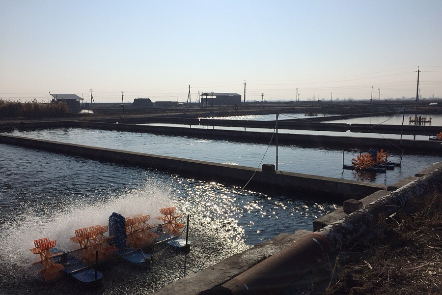 Commercial fish farming ponds with surface aeration and water management infrastructure